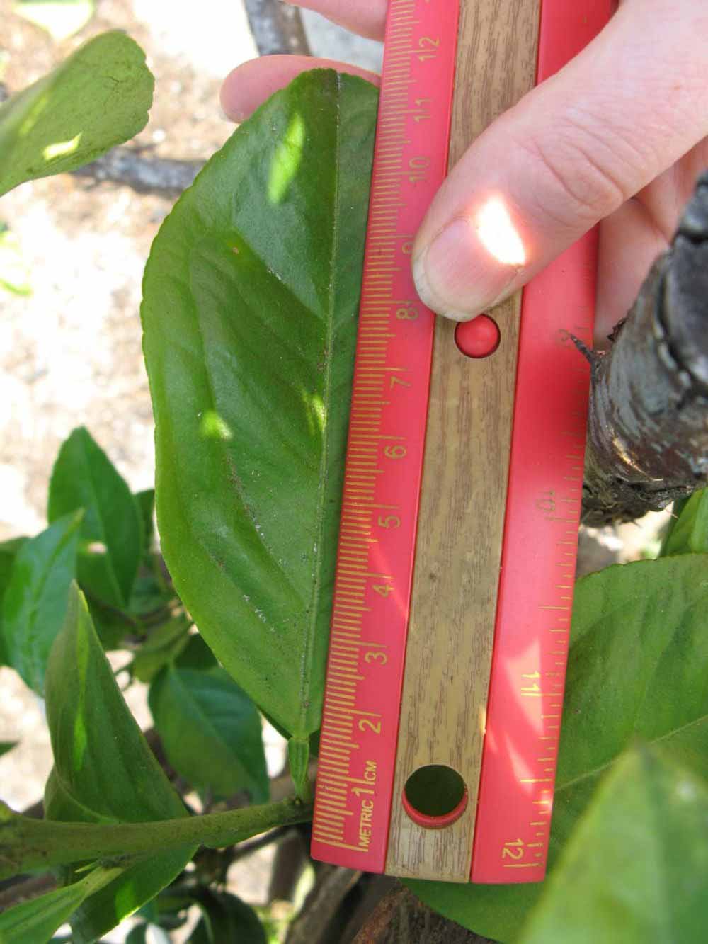            Unifoliolate leaf (Succari, Winter Haven, FL)   